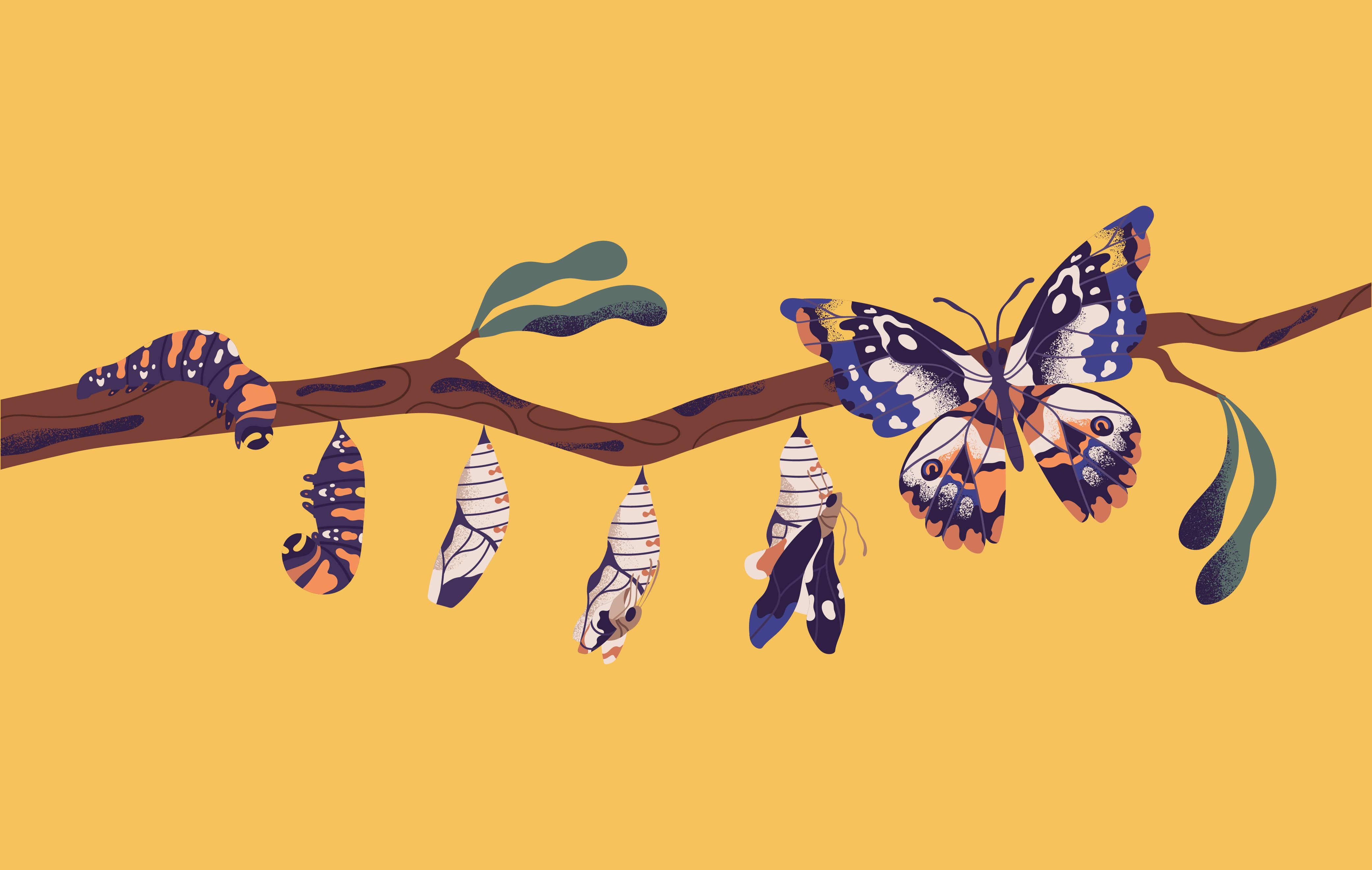 Illustration of a butterfly lifecycle- caterpillar, larva, pupa, and adult butterfly, perching on a branch.